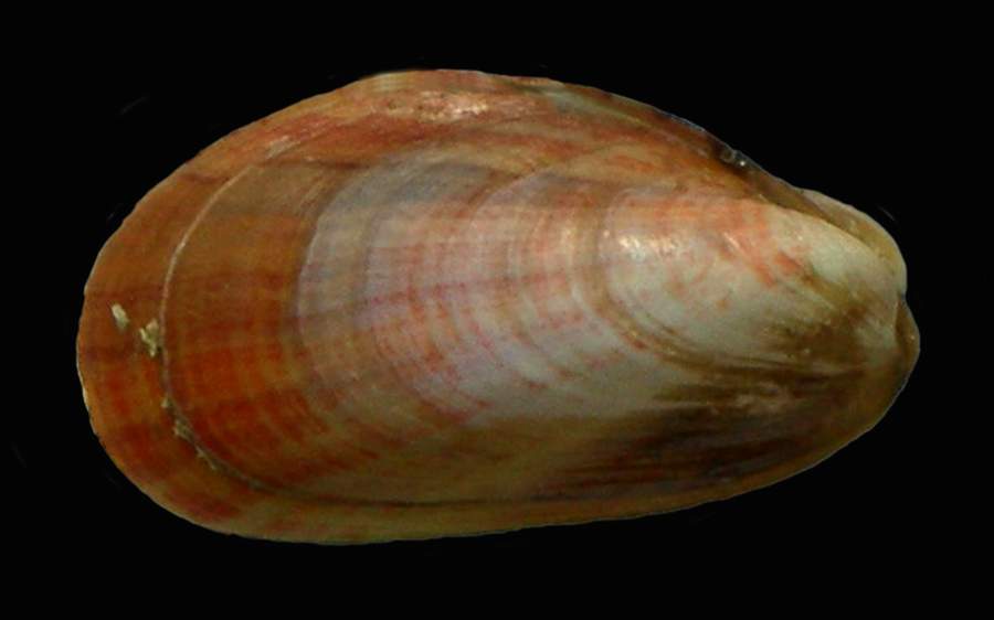 Modiolus adriaticus